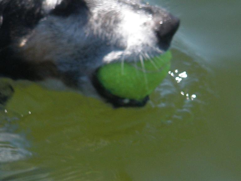  Charlie swimming to catch the ball